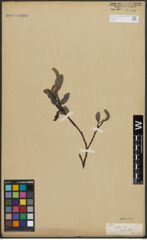 Foto von Salix arctica Pall.